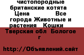 чистопородные британские котята › Цена ­ 10 000 - Все города Животные и растения » Кошки   . Тверская обл.,Бологое г.